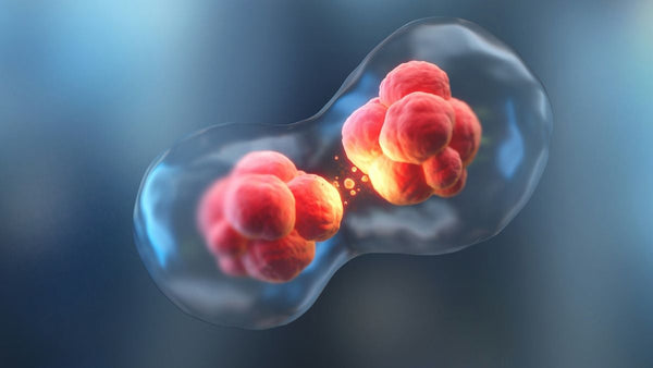 Sénescence cellulaire : pourquoi certaines cellules cessent de se renouveler