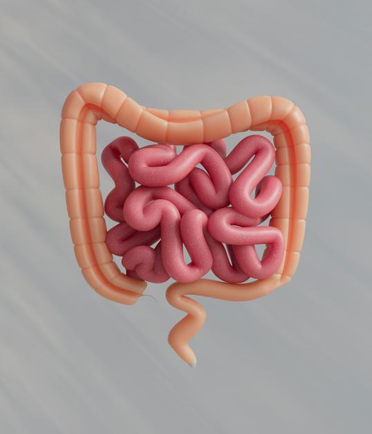 Microbiote et dysbiose intestinale