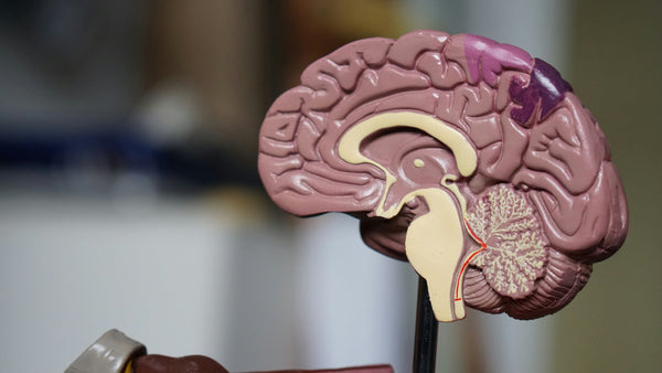 Mémoire et cognition : rôle du stress oxydatif et de l’énergie cellulaire